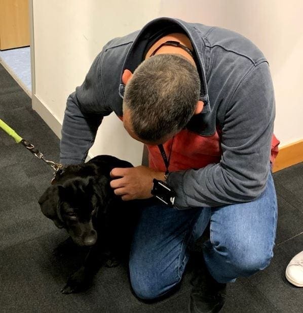 fin stroking dog